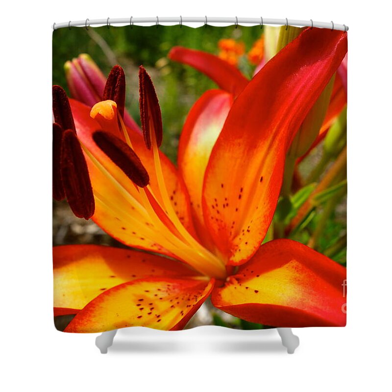 Royal Sunset Shower Curtain featuring the photograph Royal Sunset Lily by Jacqueline Athmann