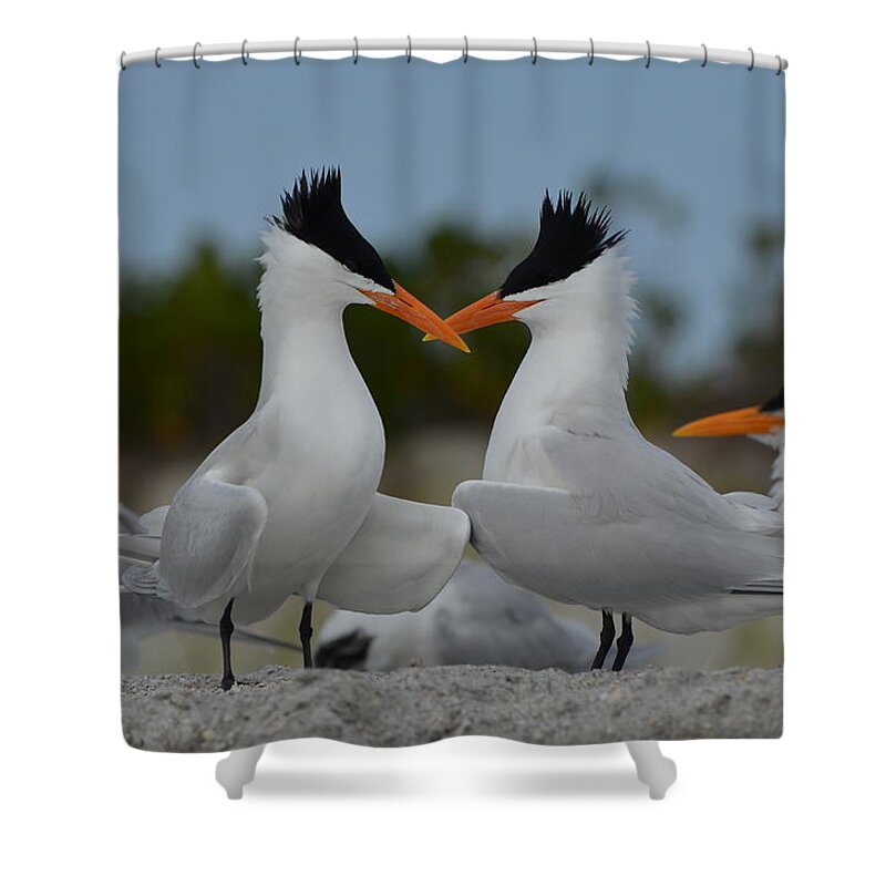 Royal Tern Shower Curtain featuring the photograph Bills Crossed by James Petersen