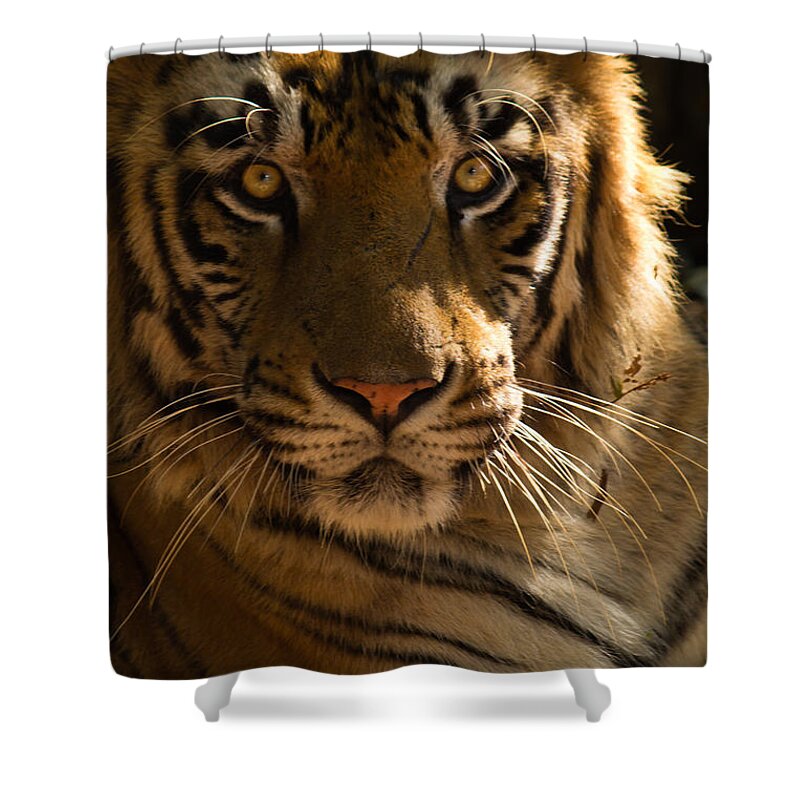 Tiger Shower Curtain featuring the photograph Royalty by SAURAVphoto Online Store