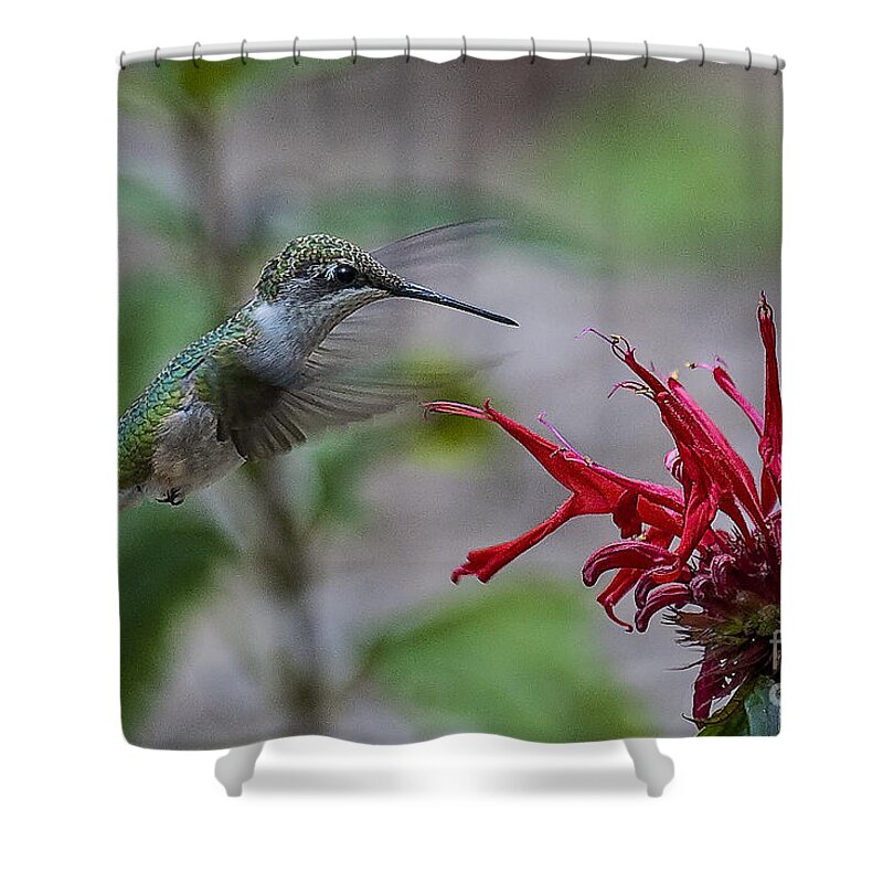 Nature Shower Curtain featuring the photograph Ruby-throated Hummer by Ronald Lutz