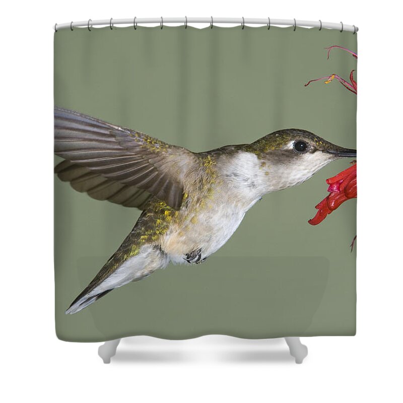 535750 Shower Curtain featuring the photograph Ruby-throated Hummingbird Feeding by Steve Gettle