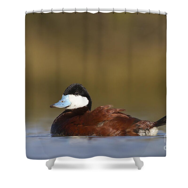 Duck Shower Curtain featuring the photograph Ruddy Duck by Bryan Keil