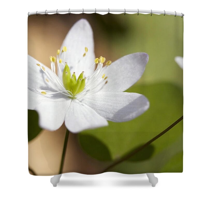 Rue Anemone Shower Curtain featuring the photograph Rue Anemone by Melinda Fawver