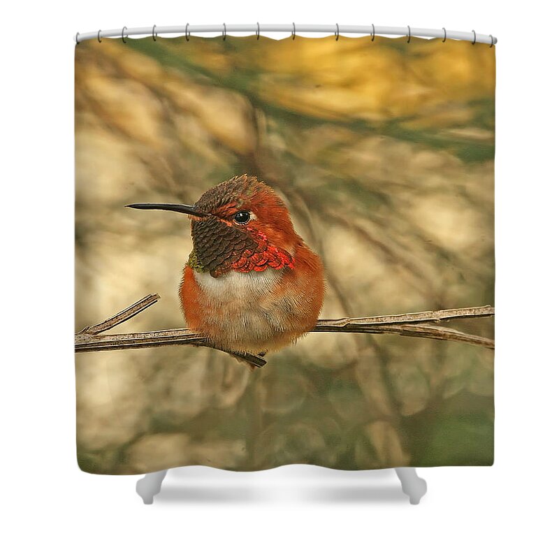 Hummingbirds Shower Curtain featuring the photograph Rufous Hummingbird Sitting by Peggy Collins
