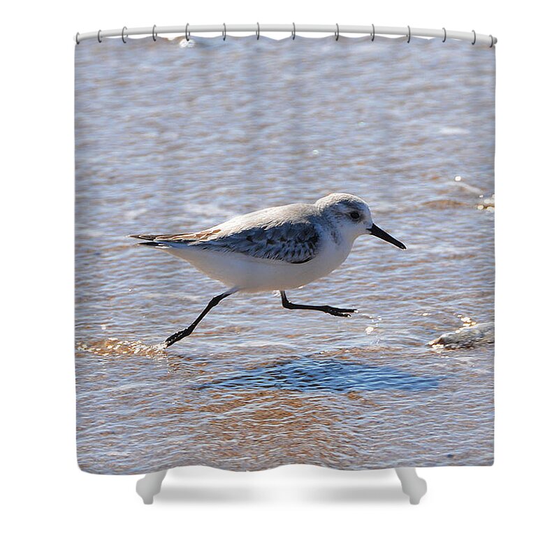 Bird Shower Curtain featuring the photograph Outer Banks OBX #14 by Buddy Morrison