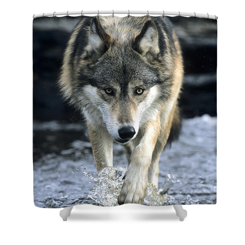 Wolf Shower Curtain featuring the photograph Running Wolf by Chris Scroggins