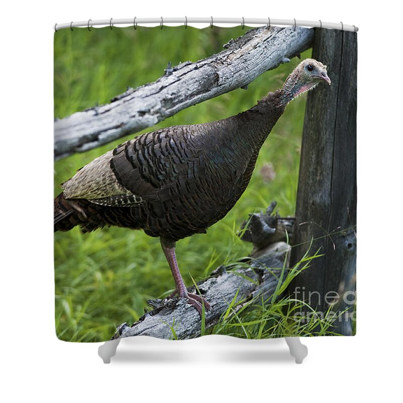 Festblues Shower Curtain featuring the photograph Rural Adventure by Nina Stavlund