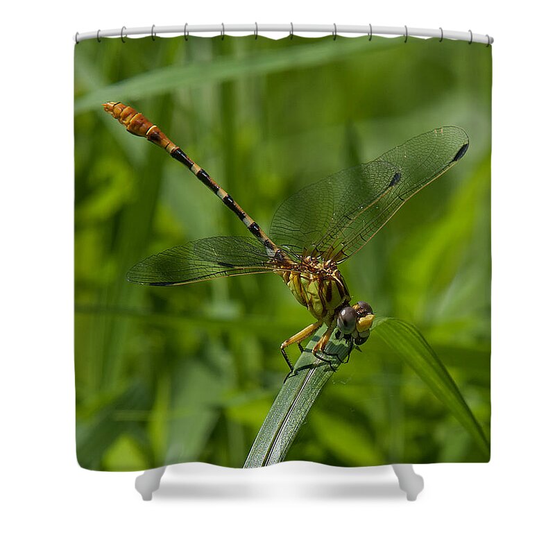 Nature Shower Curtain featuring the photograph Russet-tipped Clubtail Dragonfly DIN246 by Gerry Gantt