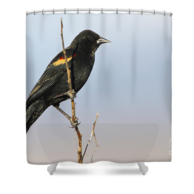 Red Wing Blackbird Shower Curtain featuring the photograph Ring-Winged Blackbird on stick by Bryan Keil