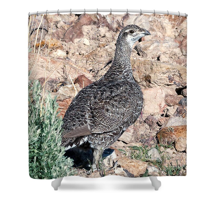 Fine Art Shower Curtain featuring the photograph Sage Grouse by Kathleen Bishop
