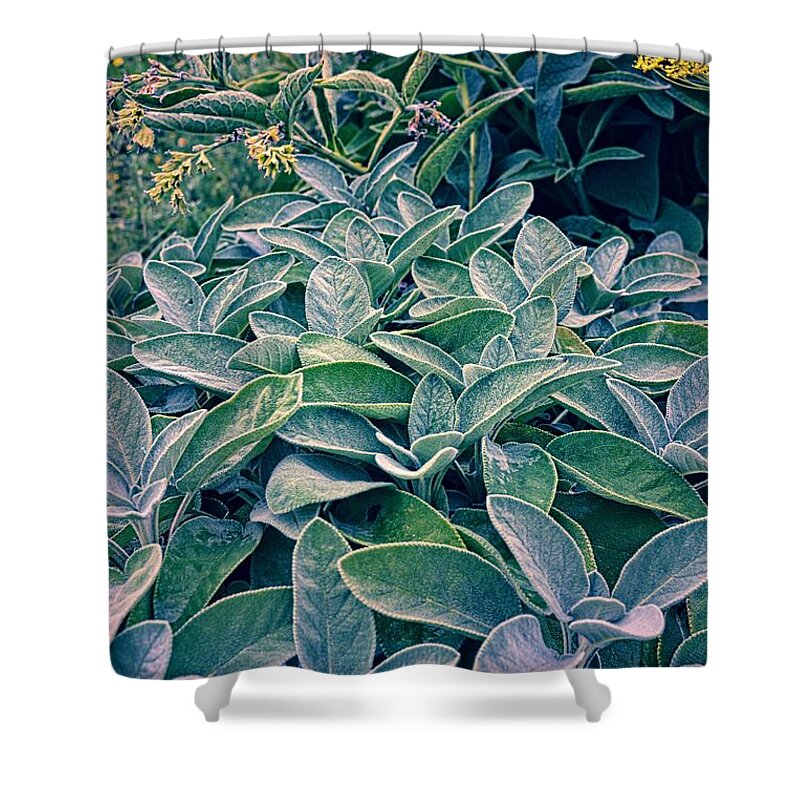 Sage Leaf Shower Curtain featuring the photograph Sage in the Garden by Michelle Calkins