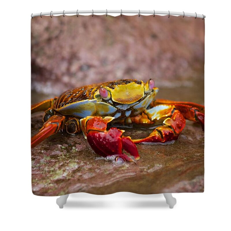 Galapagos Shower Curtain featuring the photograph Sally Lightfoot Feeding by Allan Morrison