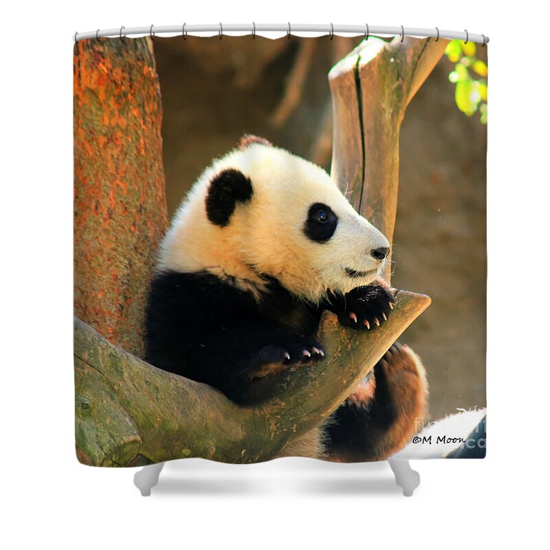 Panda Shower Curtain featuring the photograph San Diego Zoo Panda Bear Xiao Liwu by Tap On Photo