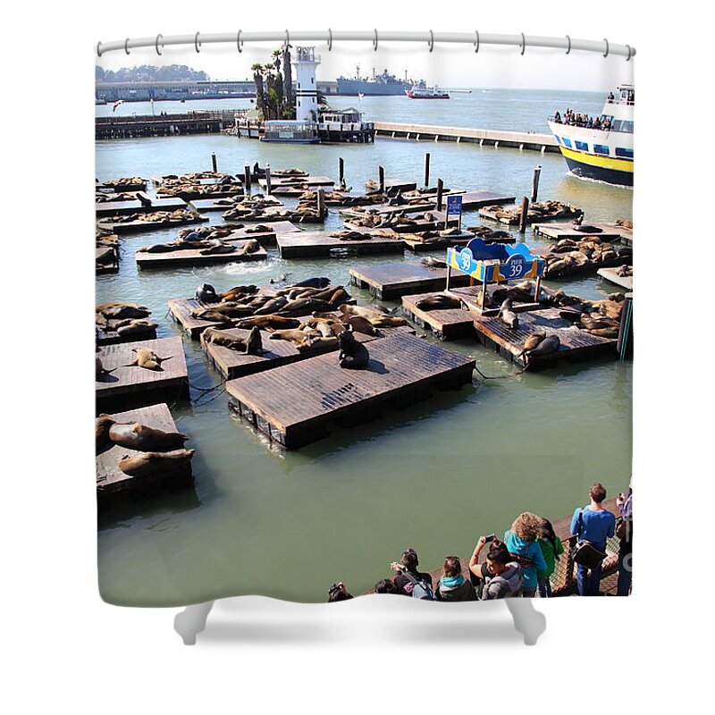 San Francisco Shower Curtain featuring the photograph San Francisco Pier 39 Sea Lions 5D26116 by Wingsdomain Art and Photography