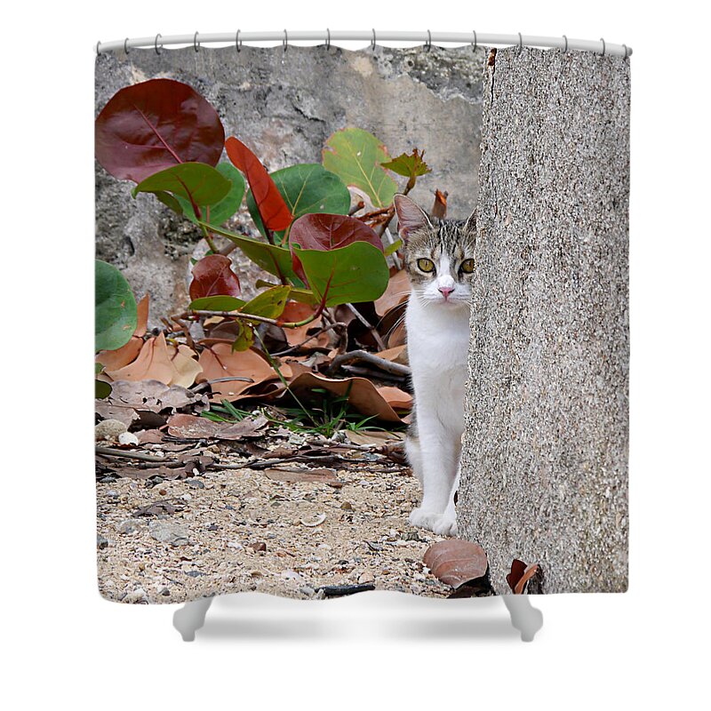 Ichard Reeve Shower Curtain featuring the photograph San Juan - Colonial Cat by Richard Reeve
