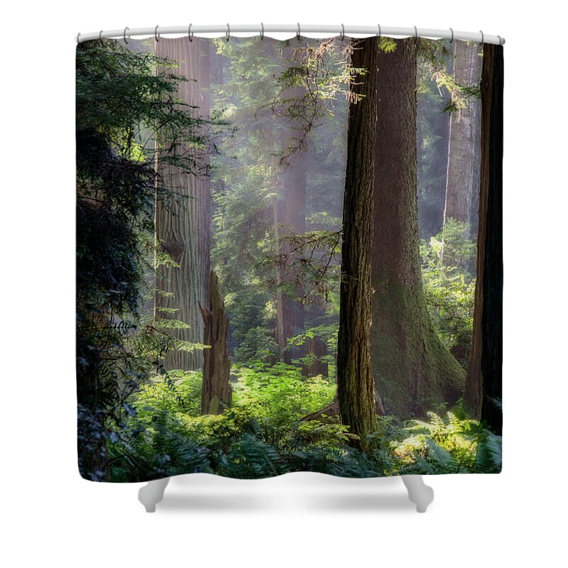 Tree Shower Curtain featuring the photograph Sanctuary by Mark Alder