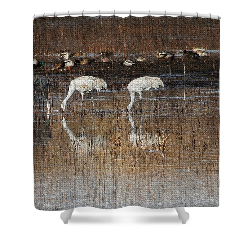 Sand Hill Cranes Eating Shower Curtain featuring the photograph Sand Hill Cranes Eating by Tom Janca