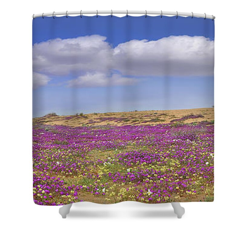 Feb0514 Shower Curtain featuring the photograph Sand Verbena On The Imperial Sand Dunes by Tim Fitzharris