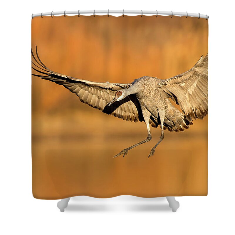 Animal Themes Shower Curtain featuring the photograph Sandhill Crane Landing by D Williams Photography