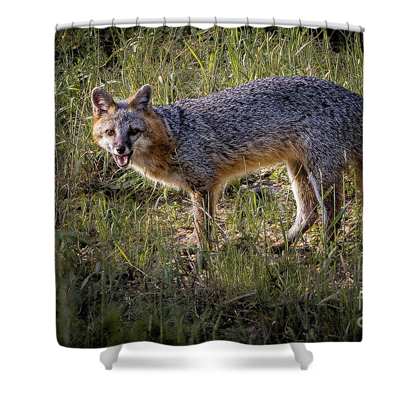 Gray Fox Shower Curtain featuring the photograph Sassy Fox by Ronald Lutz