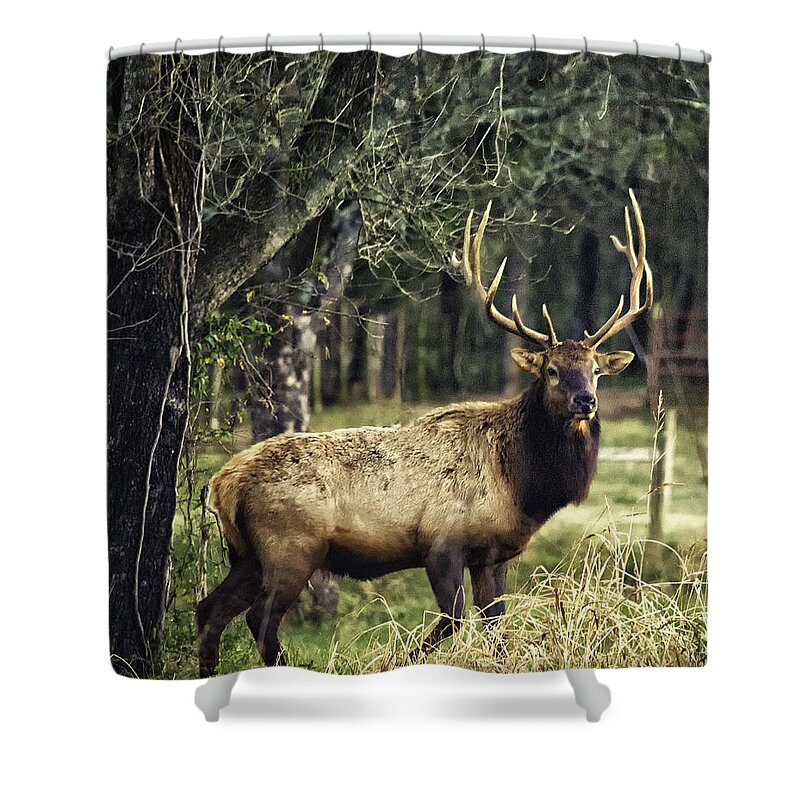 Bull Elk Shower Curtain featuring the photograph Satellite Bull by Roadside by Michael Dougherty