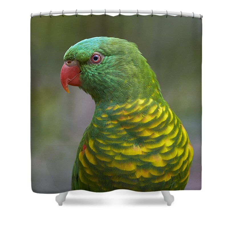 Martin Willis Shower Curtain featuring the photograph Scaly-breasted Lorikeet Australia by Martin Willis