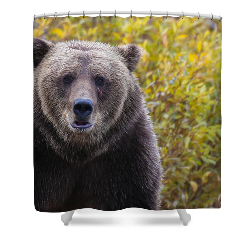 Bear Shower Curtain featuring the photograph Scar by Kevin Dietrich