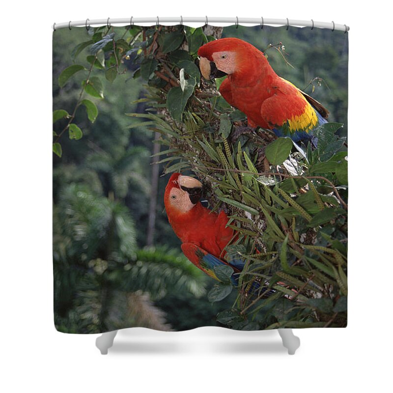 Feb0514 Shower Curtain featuring the photograph Scarlet Macaws In Rainforest Canopy by Tui De Roy