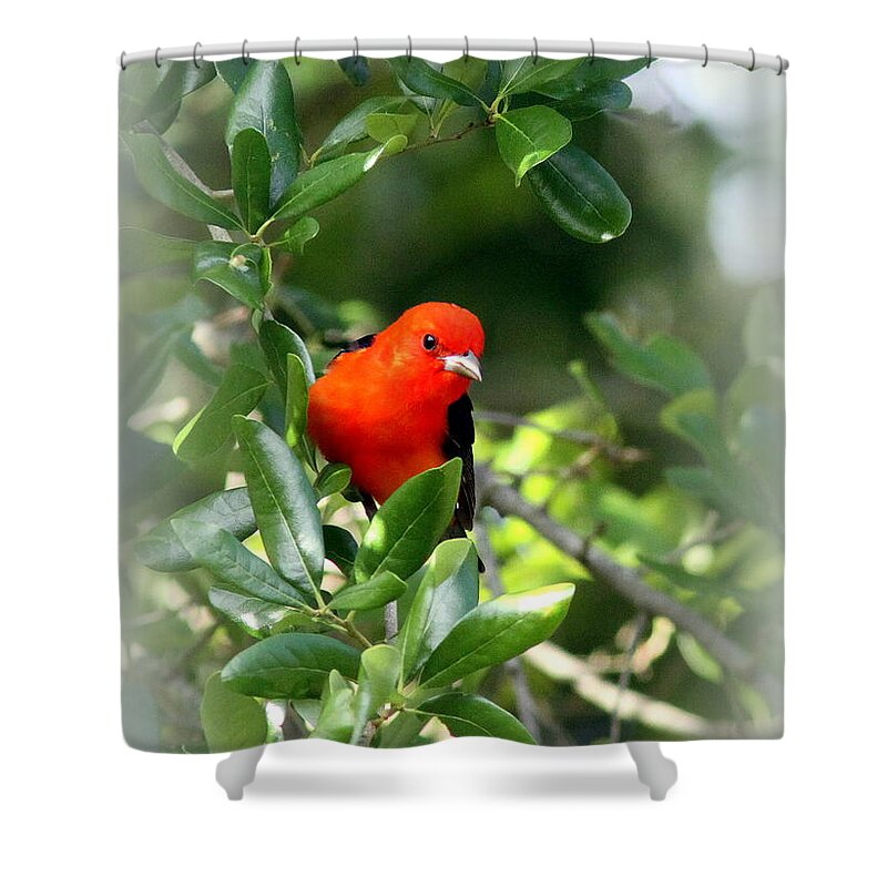 Scarlet Tanager Shower Curtain featuring the photograph Scarlet Tanager by Travis Truelove