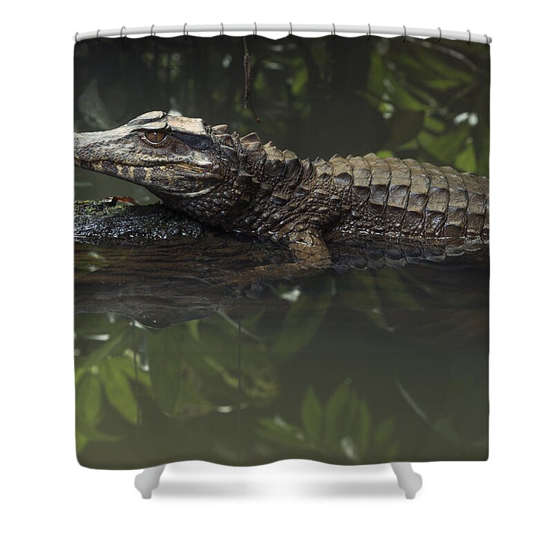 Pete Oxford Shower Curtain featuring the photograph Schneiders Dwarf Caiman Ecuador by Pete Oxford