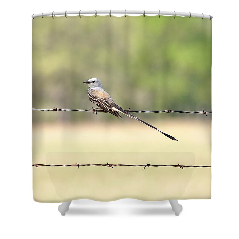 Flycatcher Shower Curtain featuring the photograph Scissor-tailed Flycatcher by Frank Madia