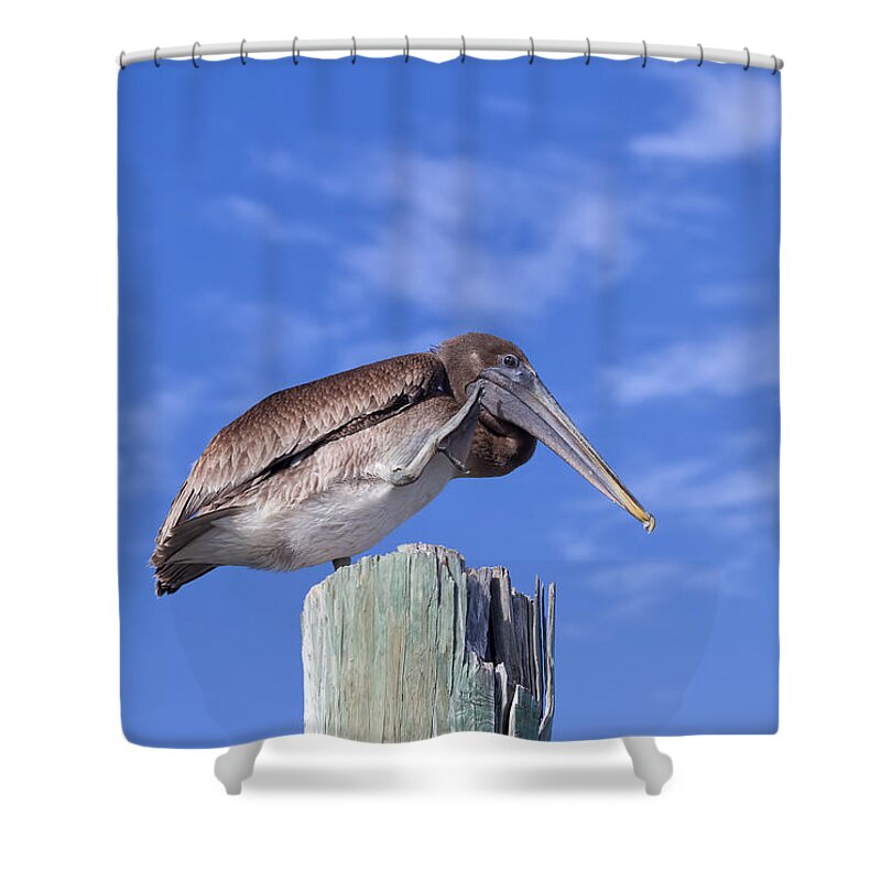 Pelican Shower Curtain featuring the photograph Scratching by Kim Hojnacki