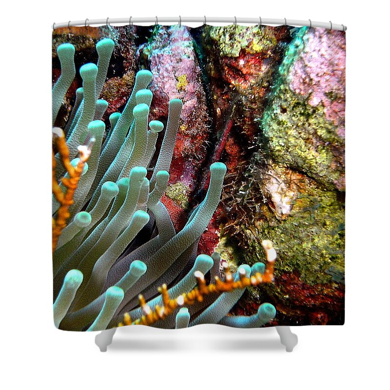 Nature Shower Curtain featuring the photograph Sea Anemone and Coral Rainbow Wall by Amy McDaniel
