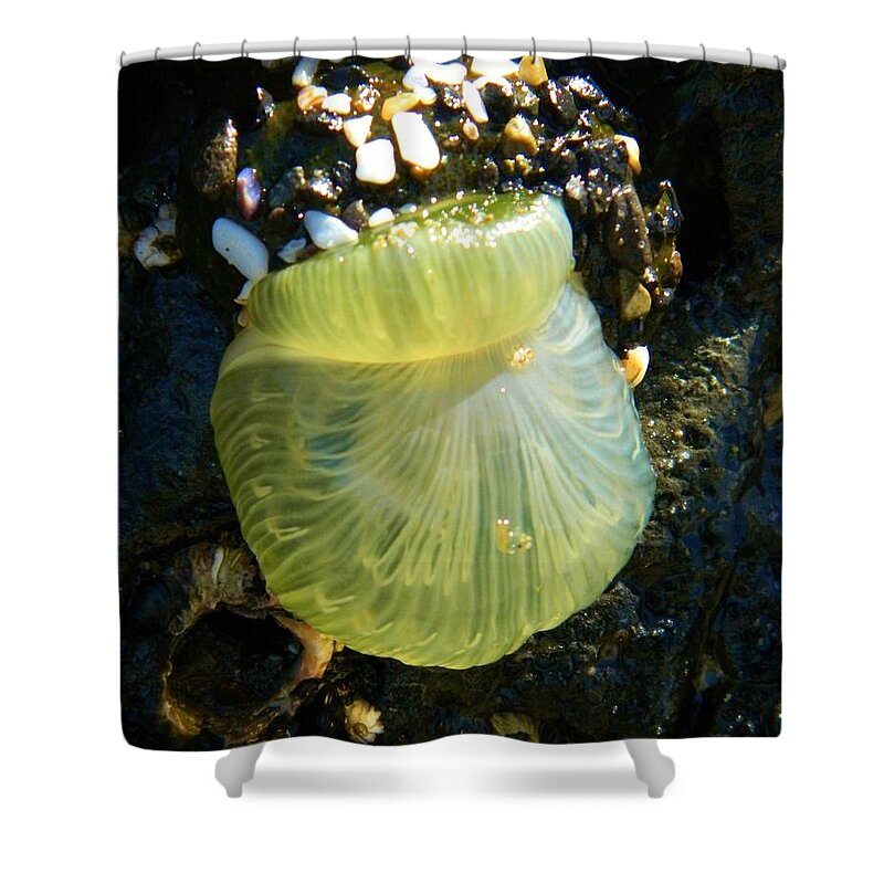 Ocean Life Shower Curtain featuring the photograph Sea Anemone with Beautiful Jelly by Gallery Of Hope 