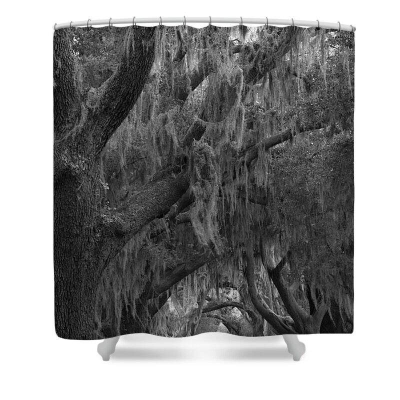 Avenue Of The Oaks Shower Curtain featuring the photograph Sea Island Oaks Black And White by Adam Jewell