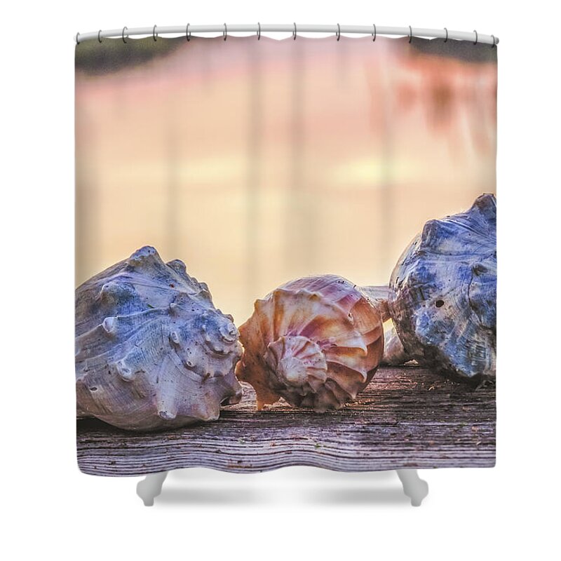 Shell Shower Curtain featuring the photograph Sea Shells Image Art by Jo Ann Tomaselli
