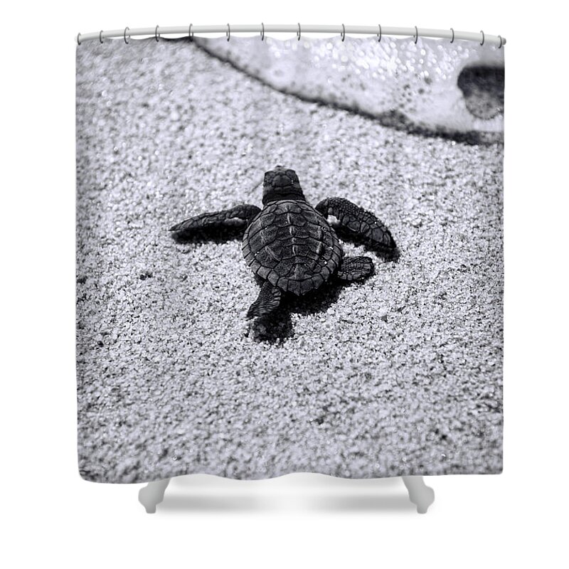 Baby Loggerhead Shower Curtain featuring the photograph Sea Turtle by Sebastian Musial
