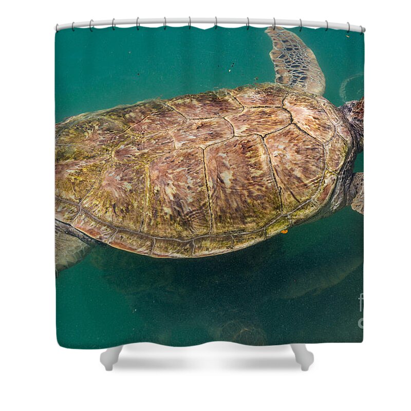 Sea Turtle Shower Curtain featuring the photograph Sea Turtle by Suzanne Luft