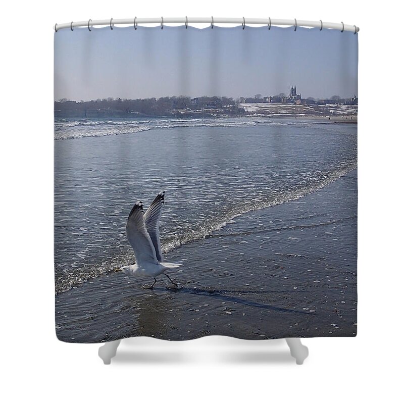 Seagull Shower Curtain featuring the photograph Seagull 1 by Robert Nickologianis
