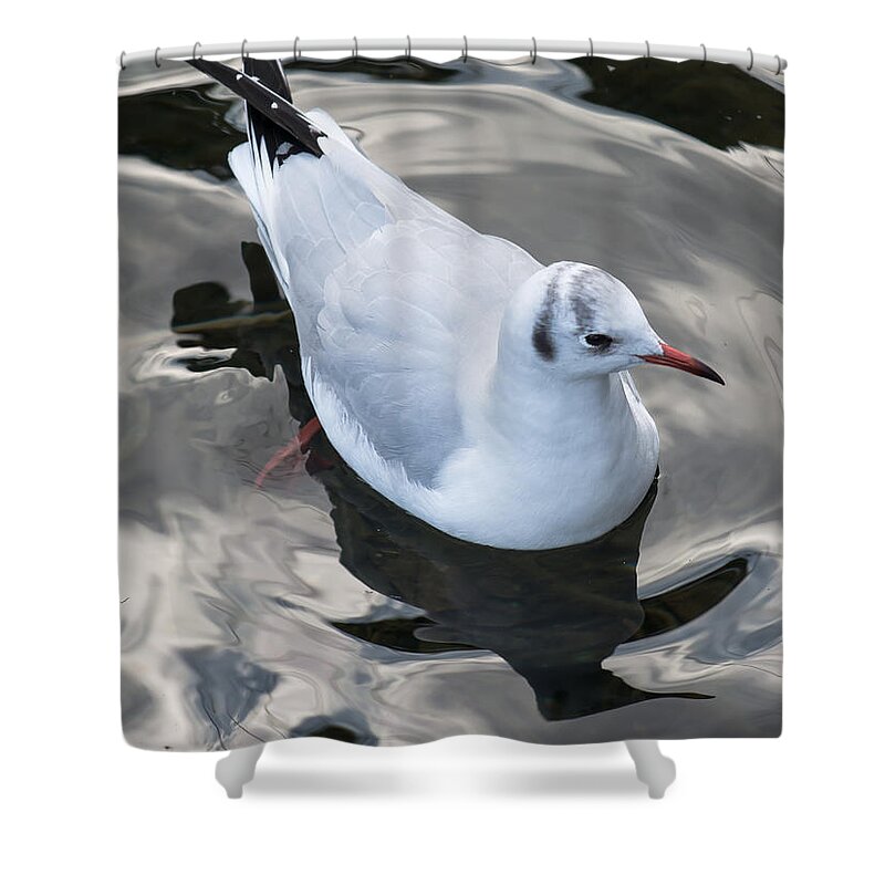 Seagull Shower Curtain featuring the photograph Seagull And Water Reflections by Andreas Berthold