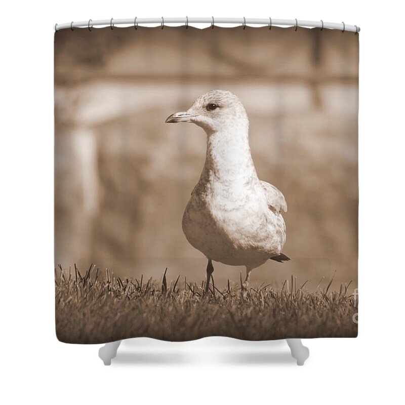 Seagulls Shower Curtain featuring the photograph Seagull in sephia by Jennifer E Doll