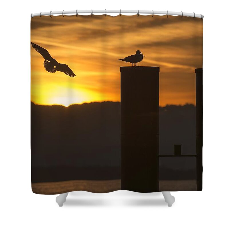 Seagull Shower Curtain featuring the photograph Seagull in the Sunset by Chevy Fleet
