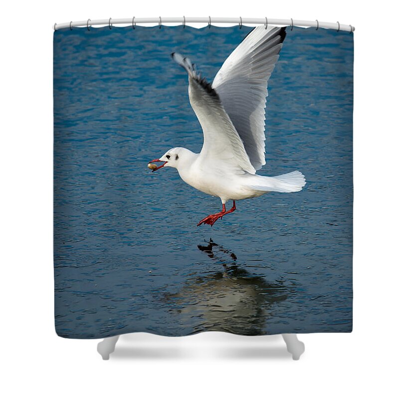 Seagull Shower Curtain featuring the photograph Seagull With Stone Above Frozen Lake by Andreas Berthold