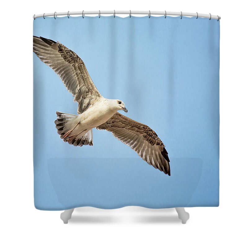 Bird Shower Curtain featuring the photograph Seagull with Widespread Wings by Andreas Berthold