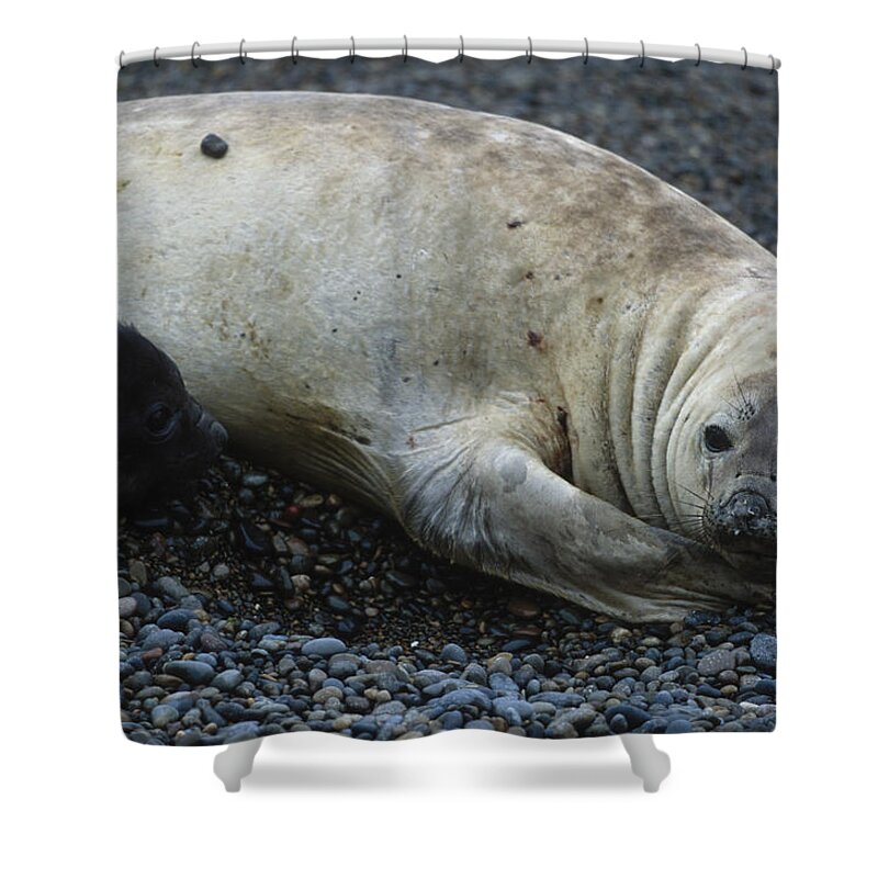 Southern Elephant Seal Shower Curtains