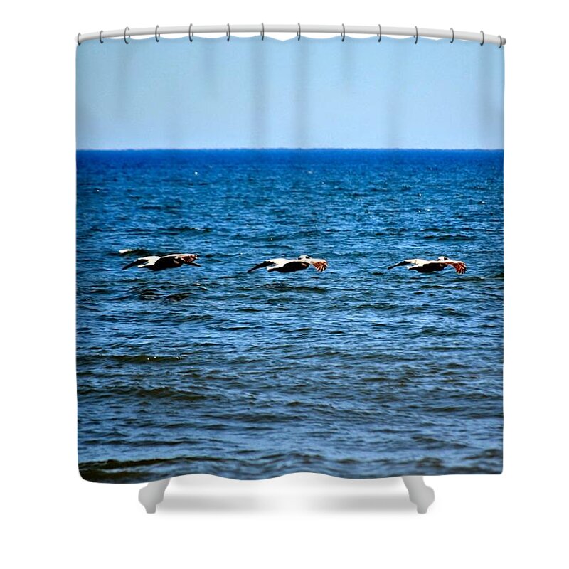Pelicans Shower Curtain featuring the photograph Searching for a Meal by Tara Potts