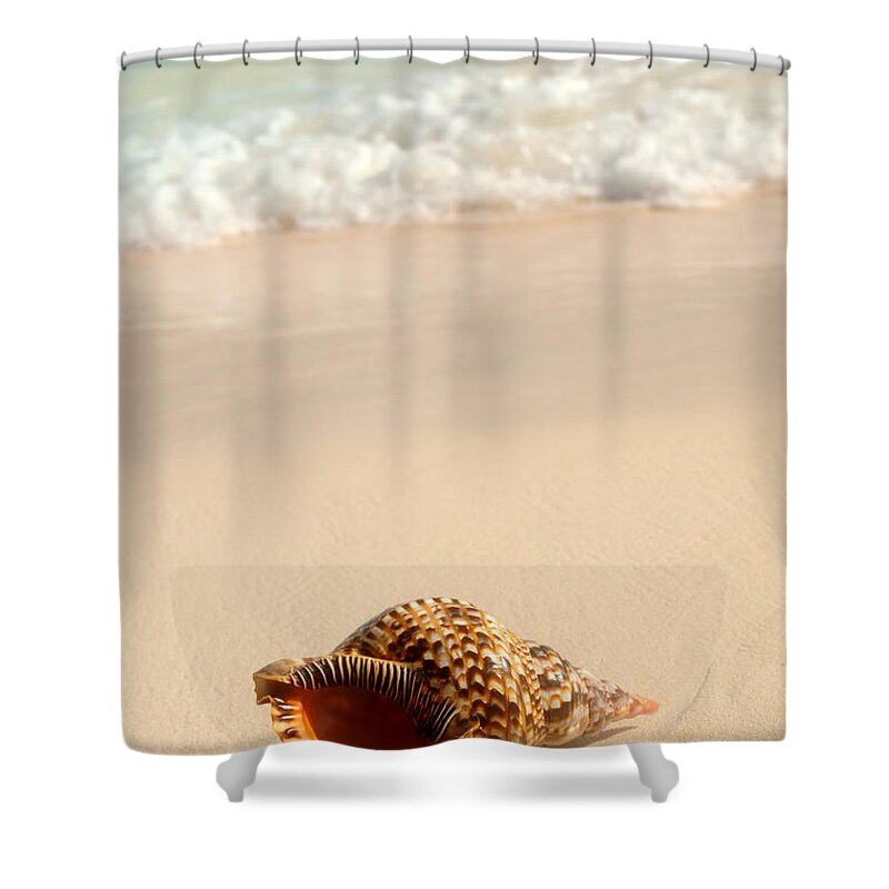 Seashell Shower Curtain featuring the photograph Seashell and ocean wave 4 by Elena Elisseeva