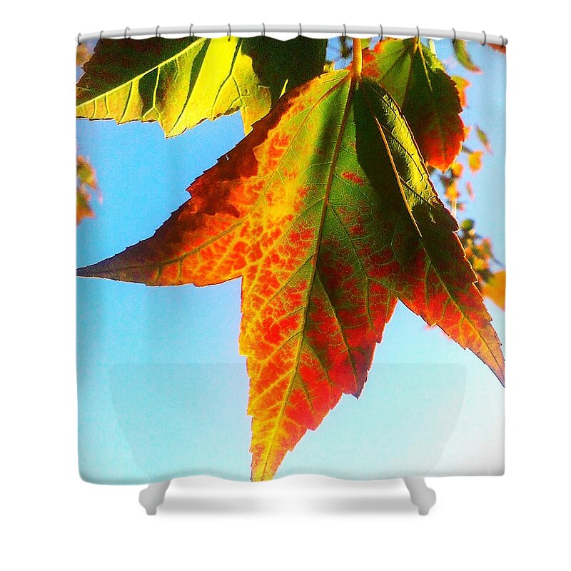 Leaf Shower Curtain featuring the photograph Season's Change by James Aiken