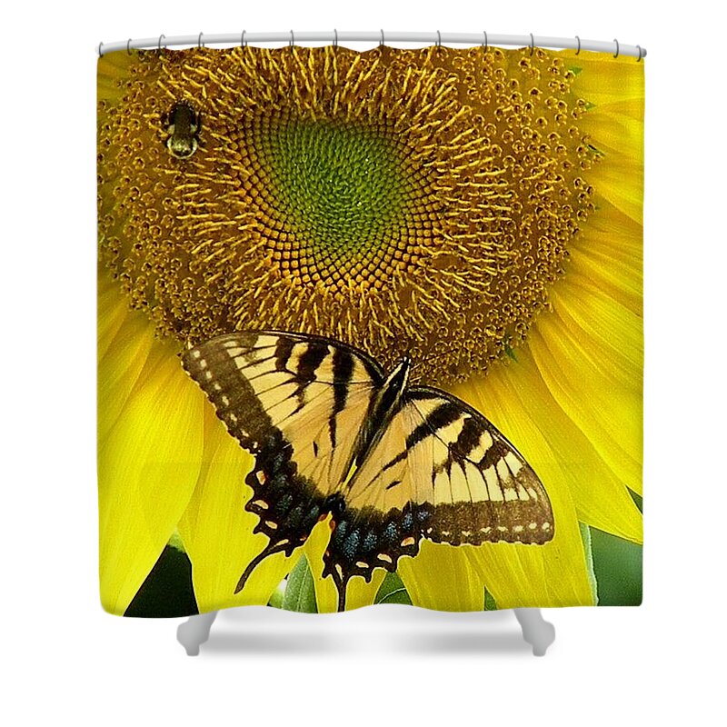 Yellow Sunflowers Shower Curtain featuring the photograph Secret Lives of Sunflowers by Kim Bemis