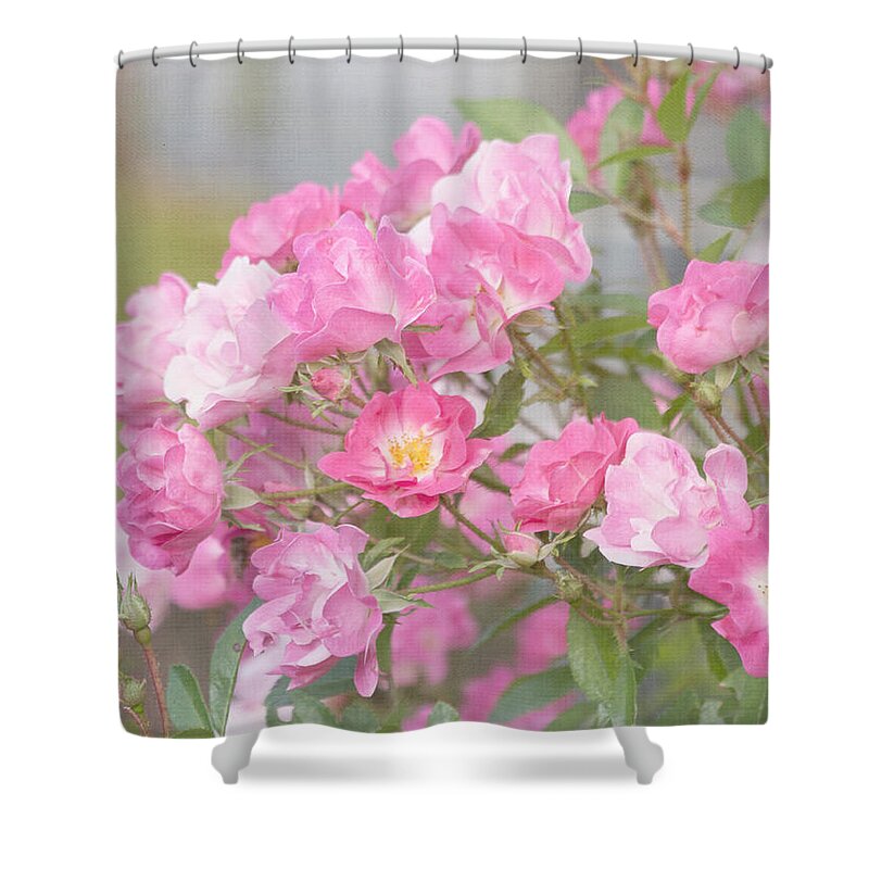 Rose Shower Curtain featuring the photograph Seek Beauty by Kim Hojnacki